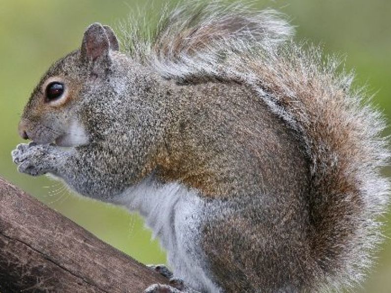 Flight delayed after passenger refuses to fly without her 'emotional support squirrel'