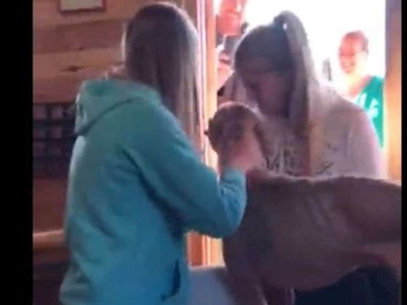 VIDEO: Lost dog reunited with Kildare owners after four months apart