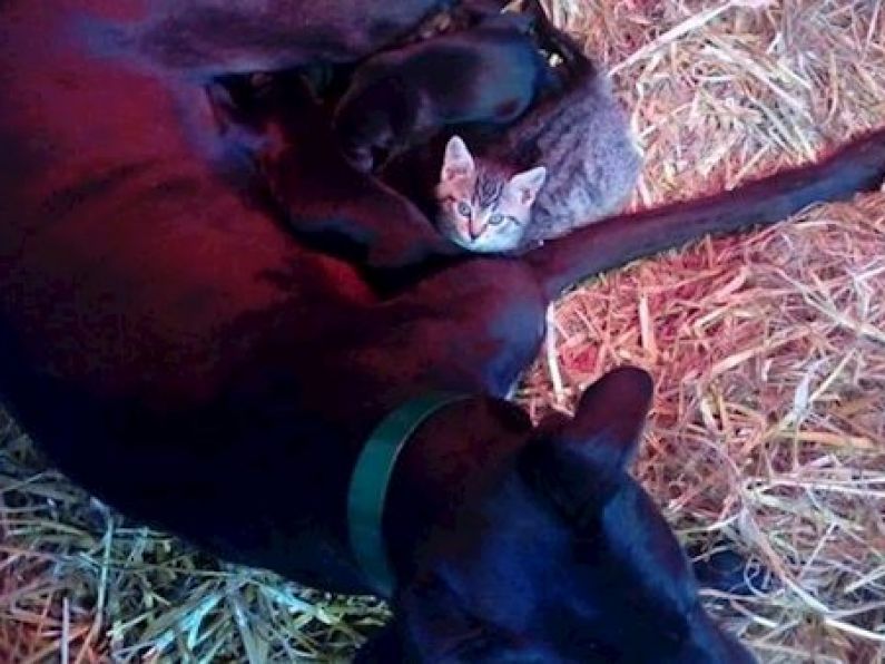 Stray kitten finds a purr-fect new home among litter of greyhounds
