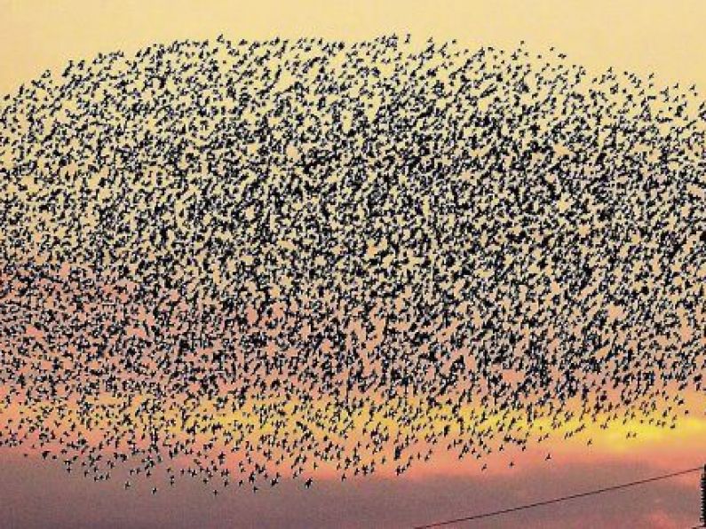 Birdwatch Ireland unsure of reason for decrease in starling murmurations
