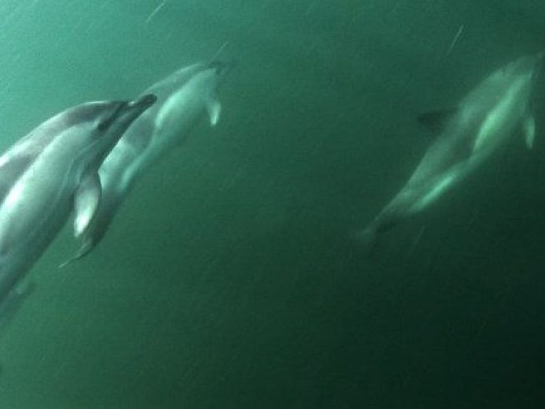 It's teamwork: how dolphins learn to work together for rewards