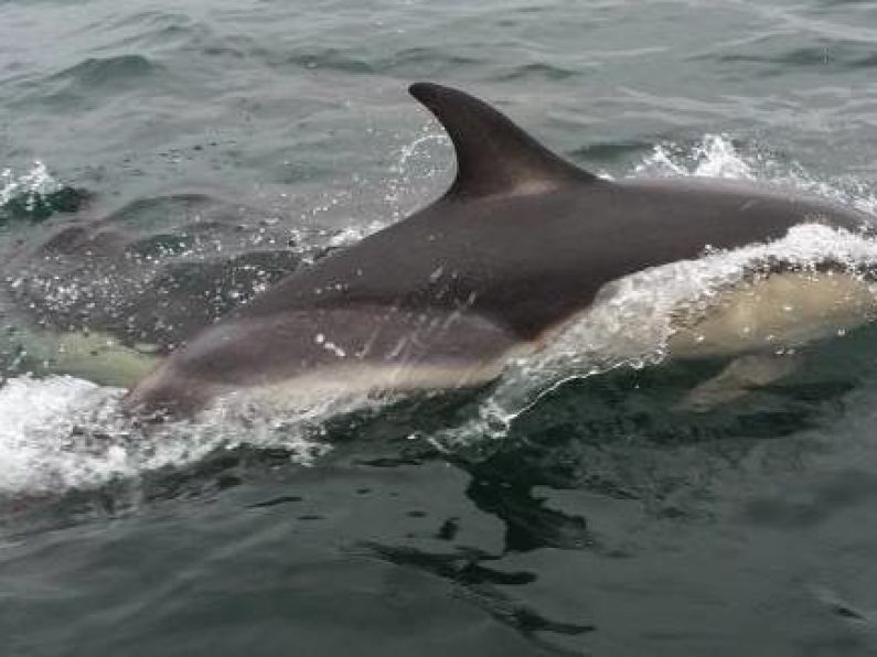 WATCH: Fungie is that you? Dolphin spotted in River Liffey