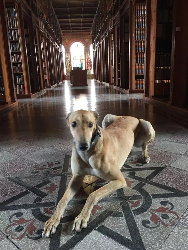 Meet the retired Irish greyhound who is now living his best life in Austrian monastery