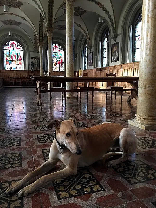 Meet the retired Irish greyhound who is now living his best life in Austrian monastery