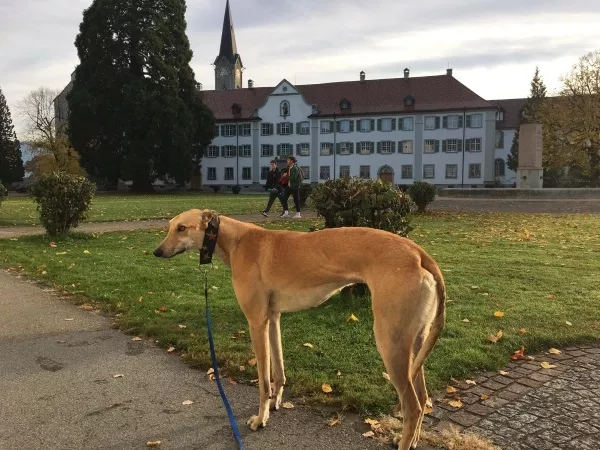 Meet the retired Irish greyhound who is now living his best life in Austrian monastery