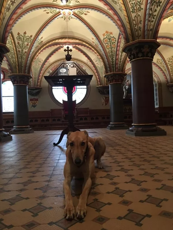 Meet the retired Irish greyhound who is now living his best life in Austrian monastery
