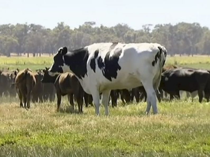 Knickers the cow saved from the chop for being too big