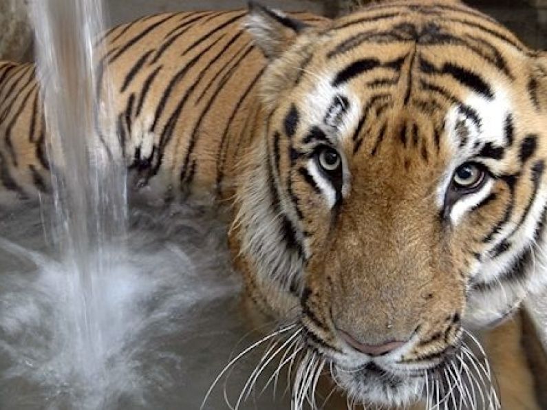 Villagers crush tigress to death with tractor in India wildlife reserve