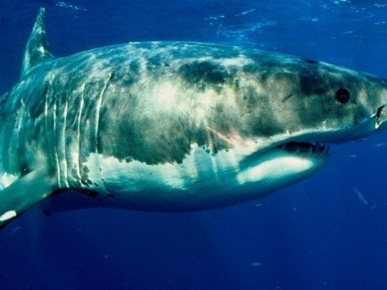 Man dies in third shark attack off Australian island