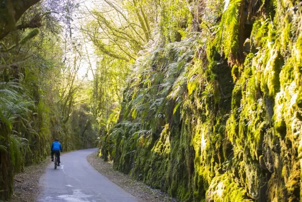 'Heartening to see so many applications' for Greenways across country - Shane Ross