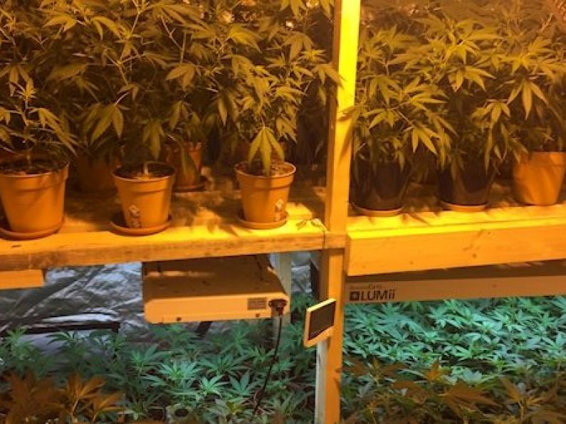 Gardaí uncover grow house in Monaghan with more than 300 cannabis plants