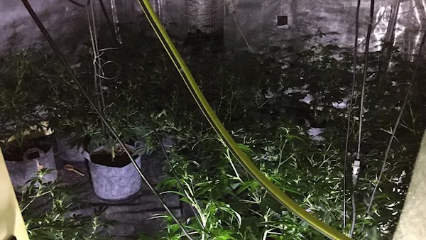 Gardaí uncover grow house in Monaghan with more than 300 cannabis plants