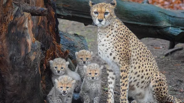 Fota Wildlife Park welcomes four adorable Northern cheetah cubs