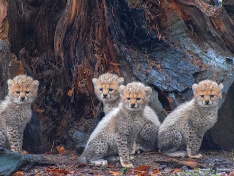Fota Wildlife Park welcomes four adorable Northern cheetah cubs