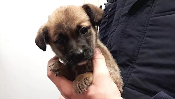 Puppies left under rubbish pile saved after passer-by hears their cries