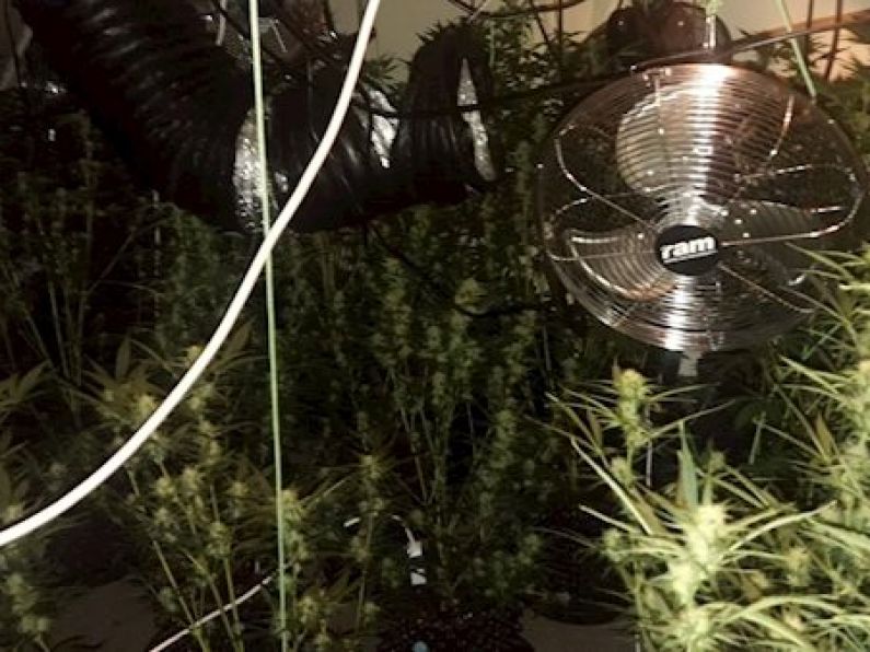 Gardaí investigating cannabis discovery with estimated street value of €40,000