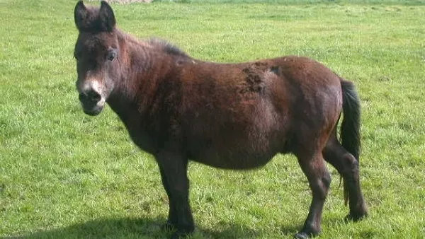 The world's oldest mule dies in Cork