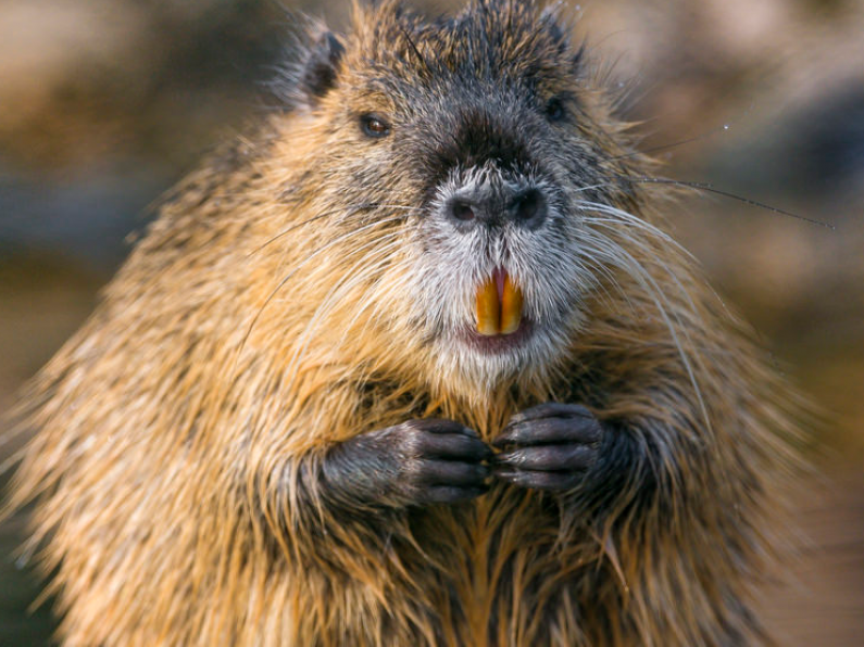 Waterways Ireland issue alert over giant ONE METRE long invasive rodent