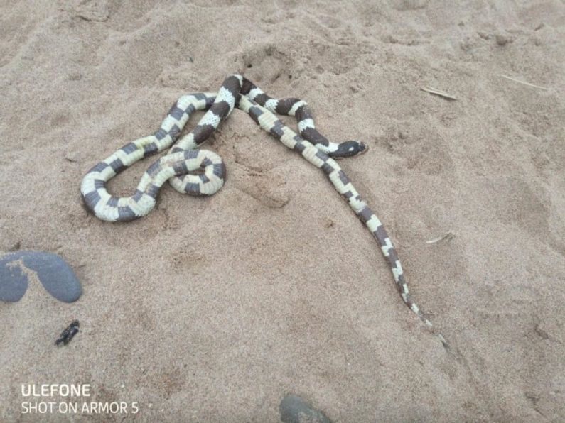 Snake rescued after being found on an Irish beach