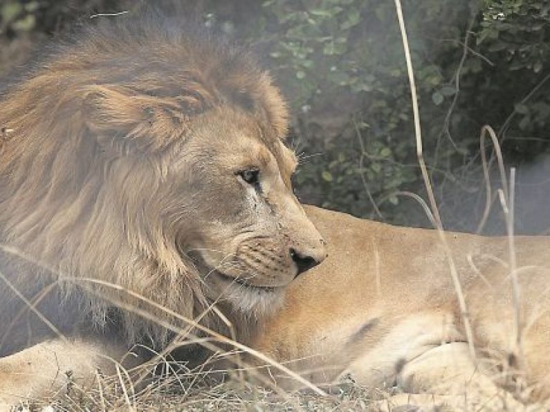 Man mauled to death by lions in Indian Zoo