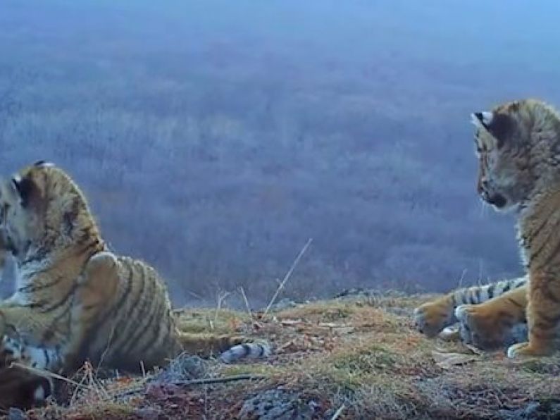 WATCH: Rare footage shows tiger cubs playing in Russia