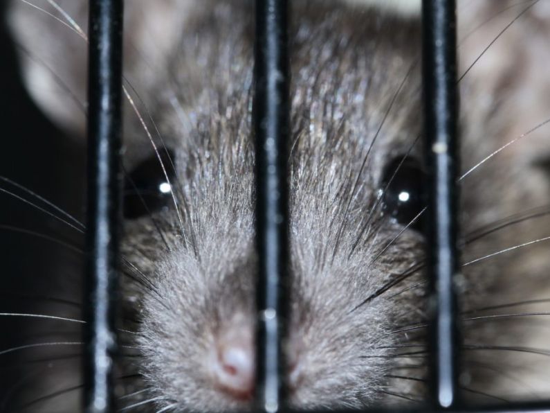 Dead rat under sink among 12 food safety orders issued in December