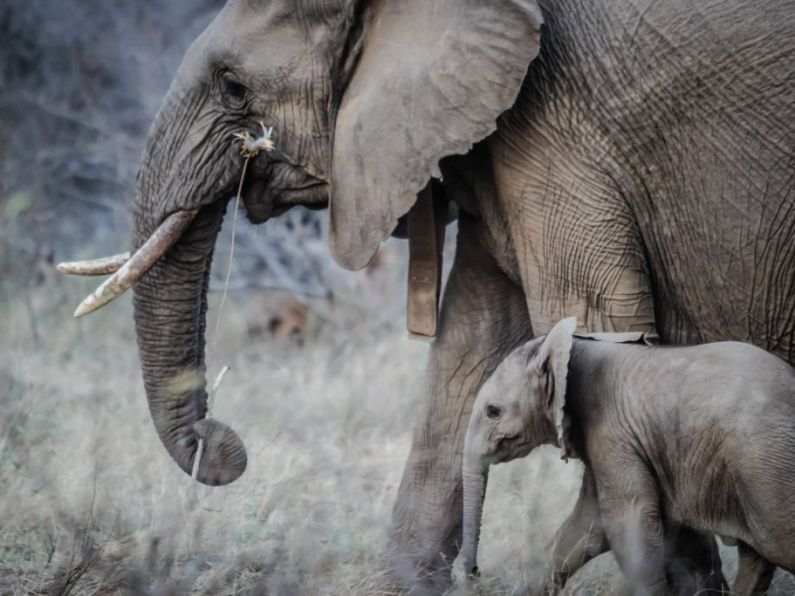 More than 1m visitors to Dublin Zoo