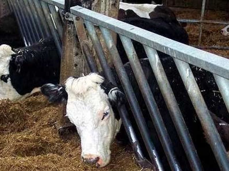 Hard border would 'create havoc' with live exports, says Carlow-Kilkenny TD