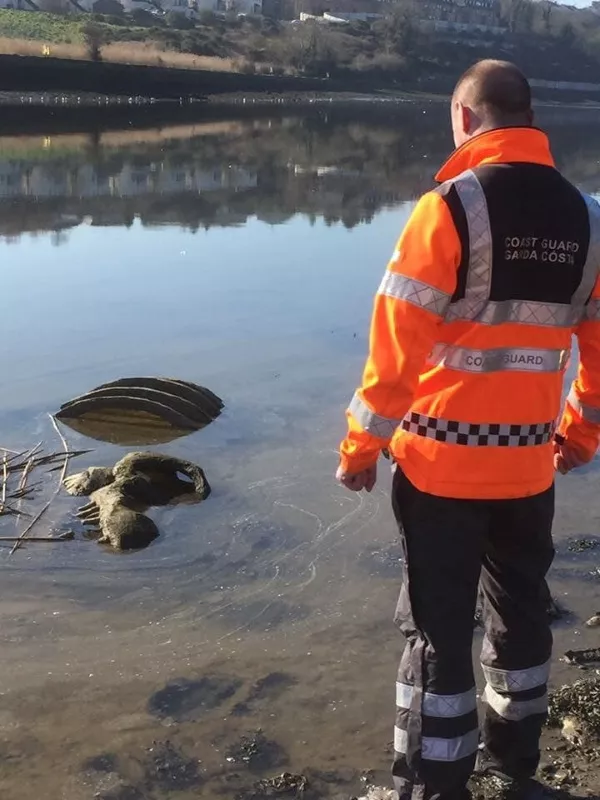 Irish Coast Guard called to recover 'dinosaur bones' from Louth river