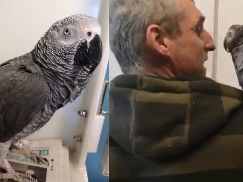 Owner had to prove that 'Dublin Airport parrot' spoke Slovak to be reuinted