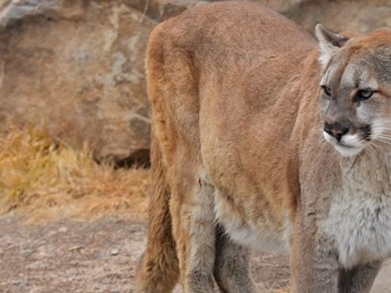 Man kills mountain lion in self-defense while on a jog