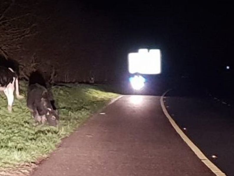 Gardai forced to close M8 due to cattle grazing on motorway