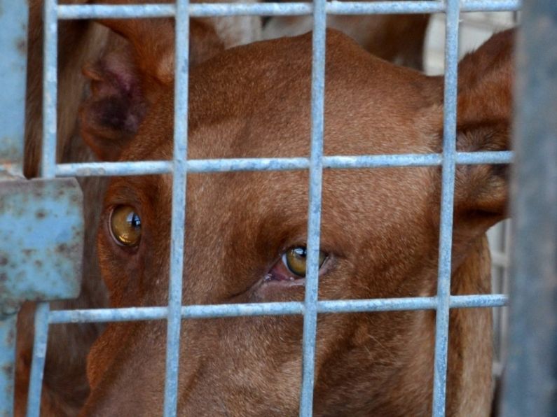 Carlow man jailed for "One of the worst cases of animal cruelty"