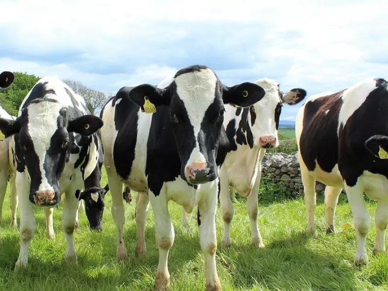 Gardaí investigate robbery of 22 cattle in the South East