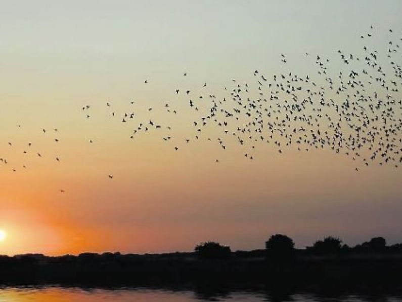 High number of dead birds reported in South East