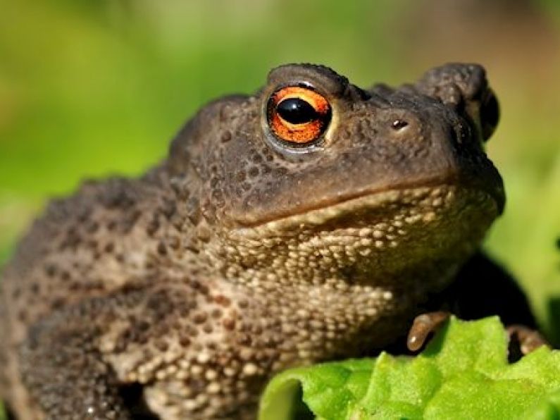 Study underway of common toad found in Dublin