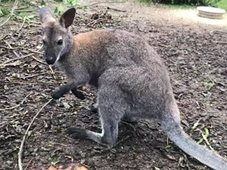 Escaped Cork wallaby returns home safe and well