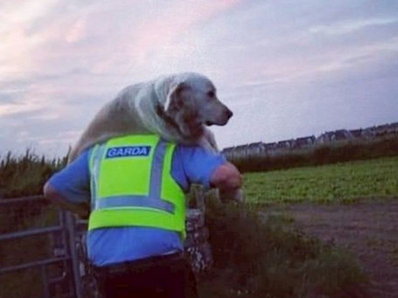 Paw Patrol: Garda carries injured dog to safety from Waterford cliffs