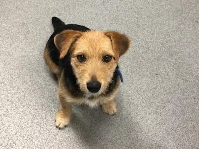 Do you know this dog? Irish rail ask for help finding owners of pup who hopped on train to Dublin