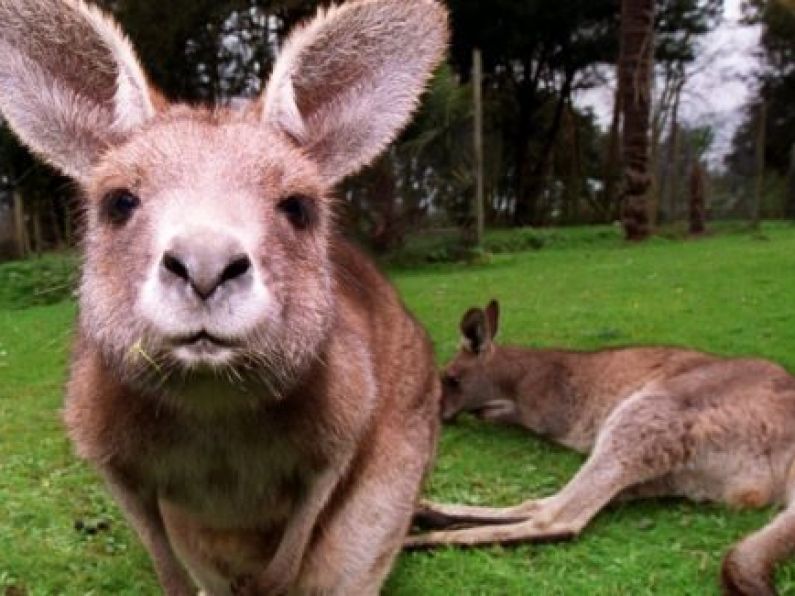 WATCH: Kangaroo spotted roaming free in Cork