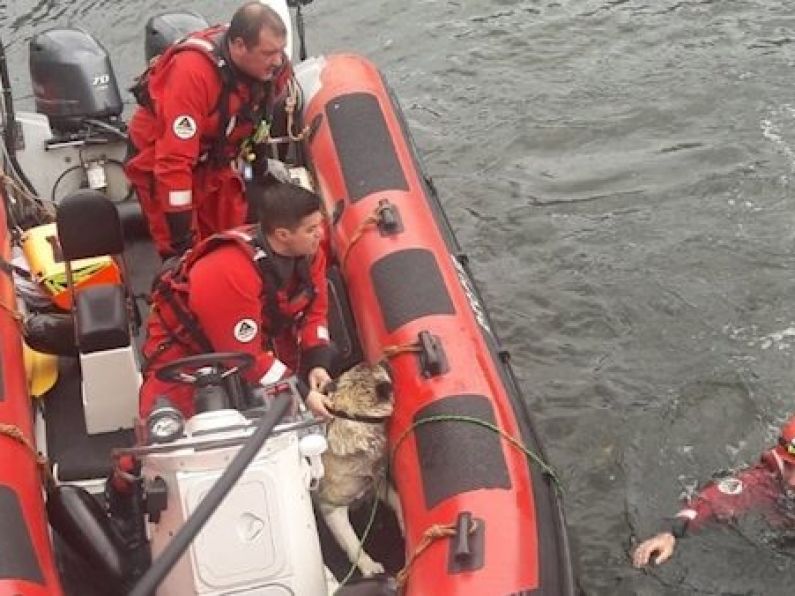 Pair rescued after jumping into Liffey to save dog