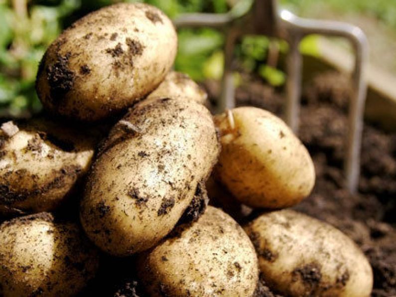New research shows eating potatoes could help you lose weight