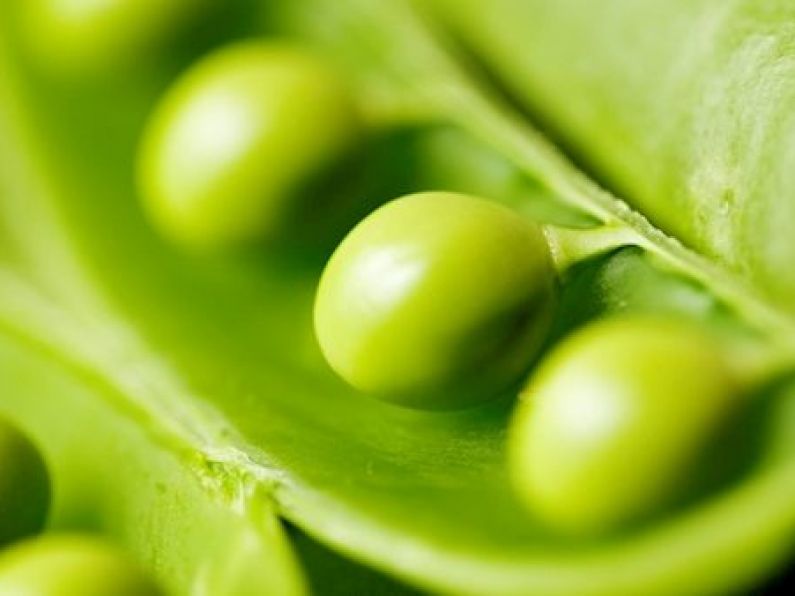 Study finds pea gin could be just the tonic for world's rainforests