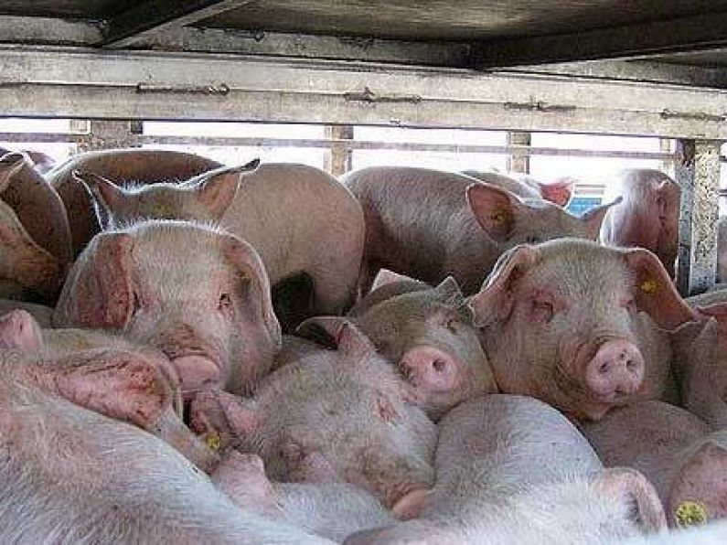 New levy proposed on slaughtered or exported pigs