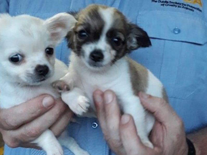 Revenue seize two puppies in Dublin Port