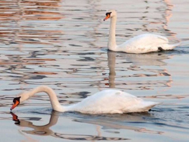 Swan kills dog in Dublin park