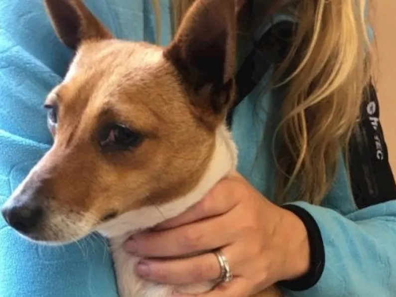 Tipp dog 'Tiny' makes her way home after 11 months missing