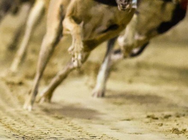 IGB launches confidential phone line for public's greyhound welfare concerns