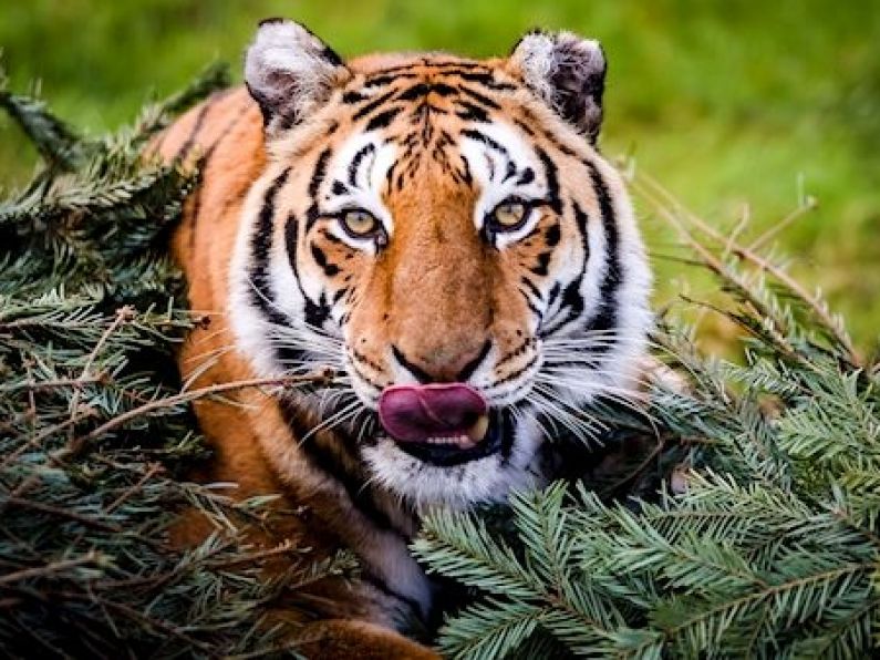 Tiger will not be put down after it attacked founder of animal rescue charity