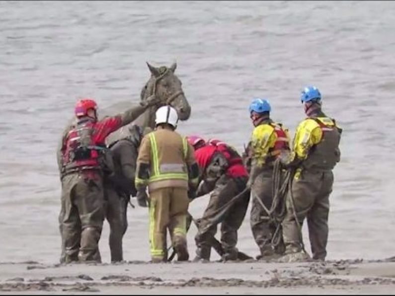 Watch: Coastguard carry out painstaking rescue of horse stuck in deep mud on beach